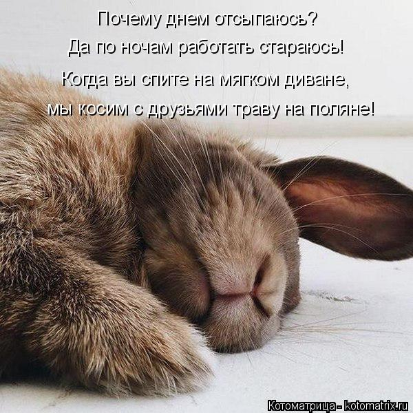 kotomatritsa_j (600x600, 254Kb)