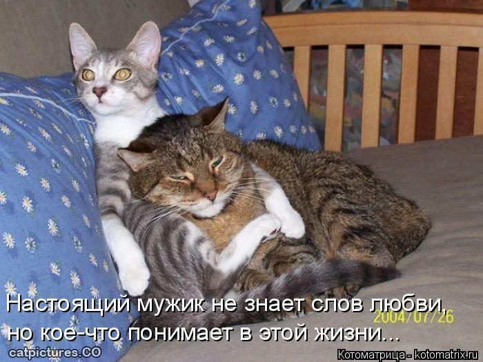 kotomatritsa_k (1) (700x525, 277Kb)