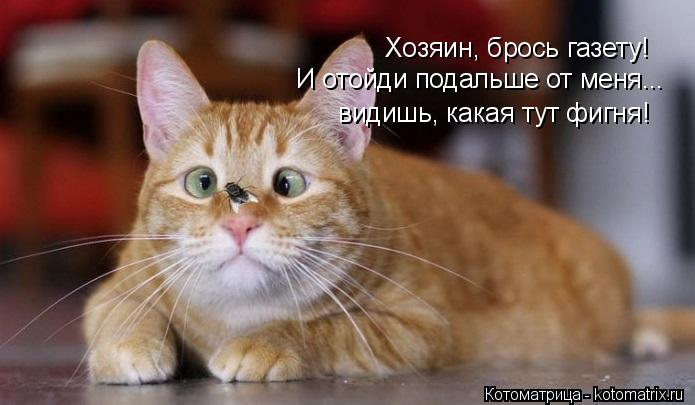 kotomatritsa_l (695x405, 168Kb)