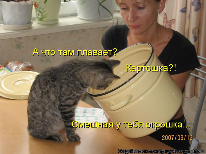 kotomatritsa_p (700x524, 318Kb)