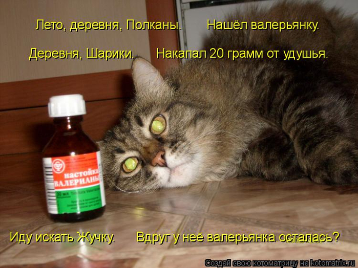 kotomatritsa_u (700x524, 377Kb)