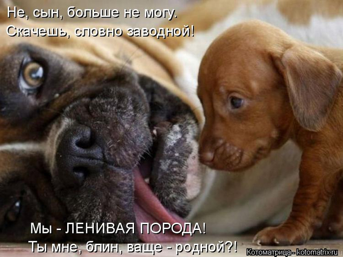 kotomatritsa_V9 (700x524, 327Kb)