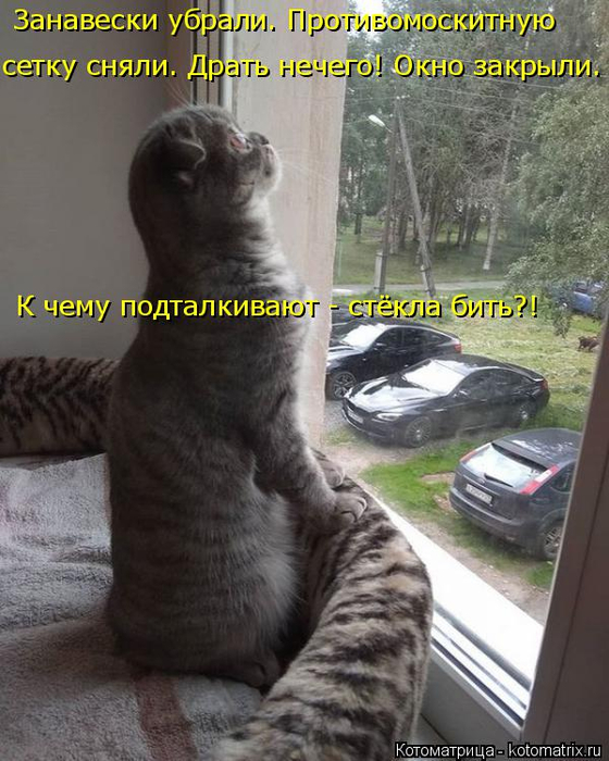 kotomatritsa_W (1) (560x700, 363Kb)