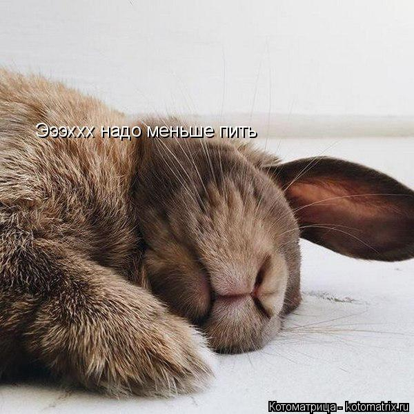 kotomatritsa_Z (1) (600x600, 229Kb)