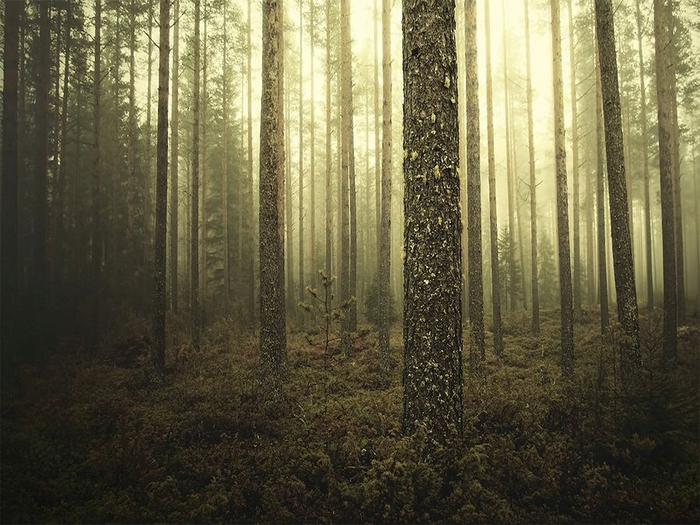 4 (700x525, 390Kb)