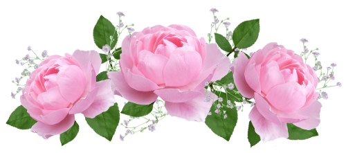 5182169_flower3083088_1280_md_1_ (500x221, 147Kb)