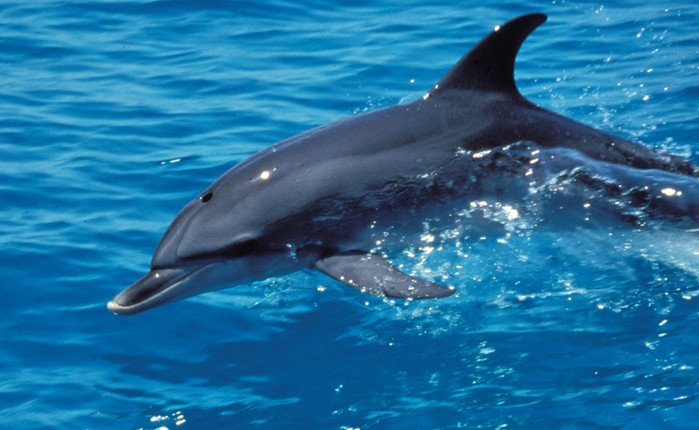 Ужасающие факты о дельфинах, которые разрушают позитивный образ этих животных