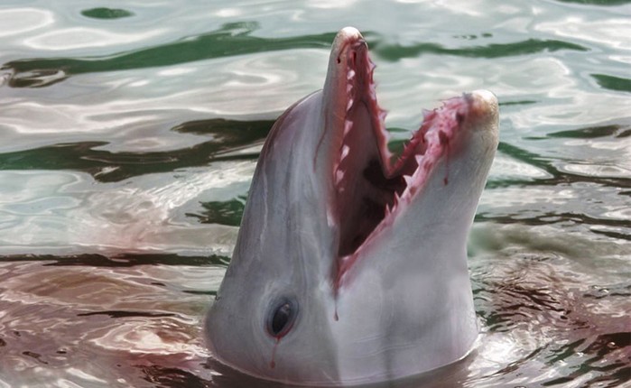 Ужасающие факты о дельфинах, которые разрушают позитивный образ этих животных