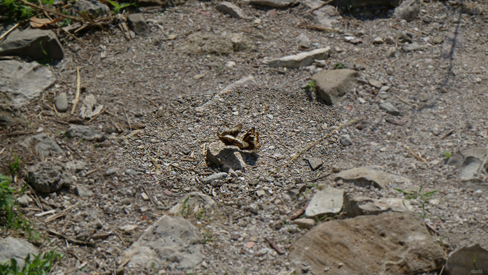 IMG_8270 (700x393, 447Kb)