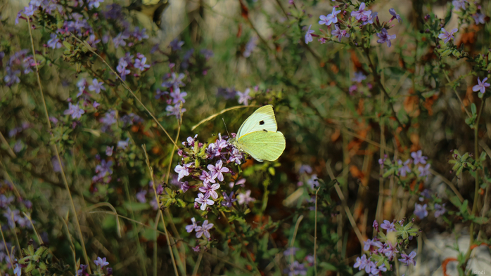 IMG_8256 (700x393, 368Kb)