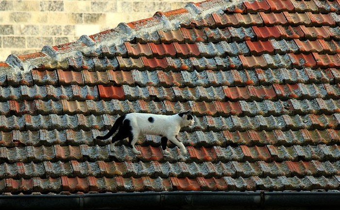 Catroof15 (700x434, 430Kb)