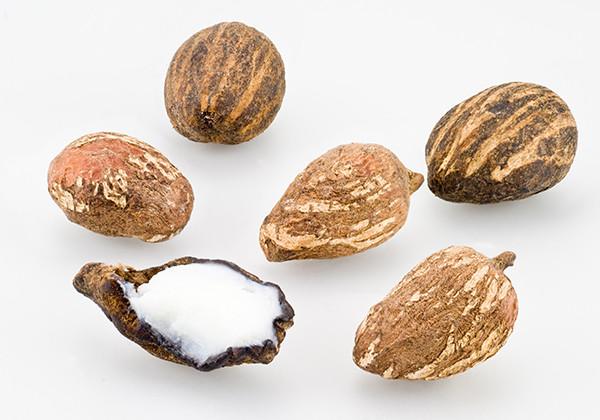 Shea-Butter_grande (600x420, 35Kb)