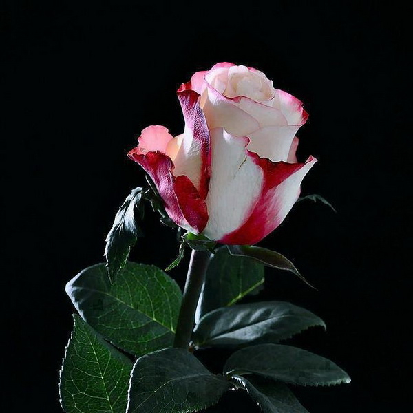 104 (600x600, 174Kb)