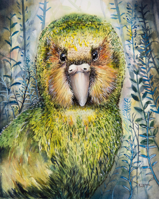 kakapo_by_earlyoctober-dbwbru3 (557x700, 649Kb)