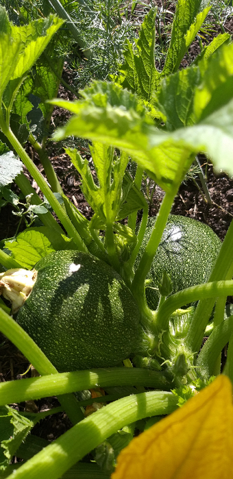 20180730_090406 (340x700, 365Kb)