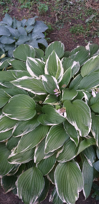 20180730_091509 (340x700, 346Kb)