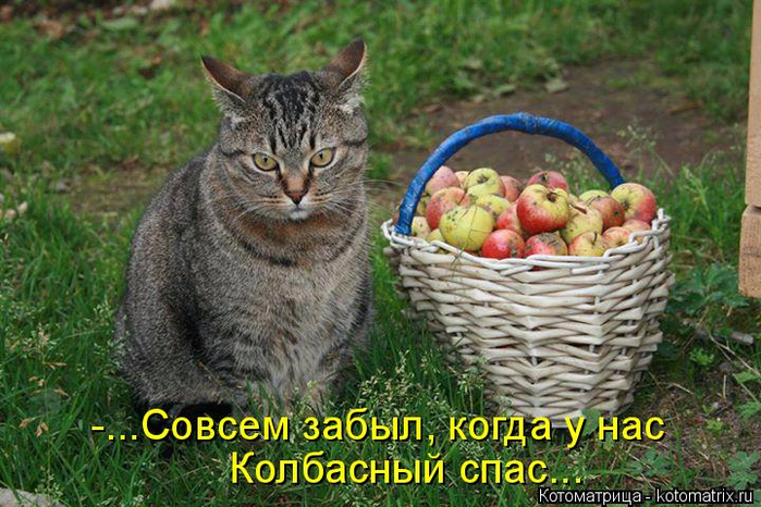 котоматрица