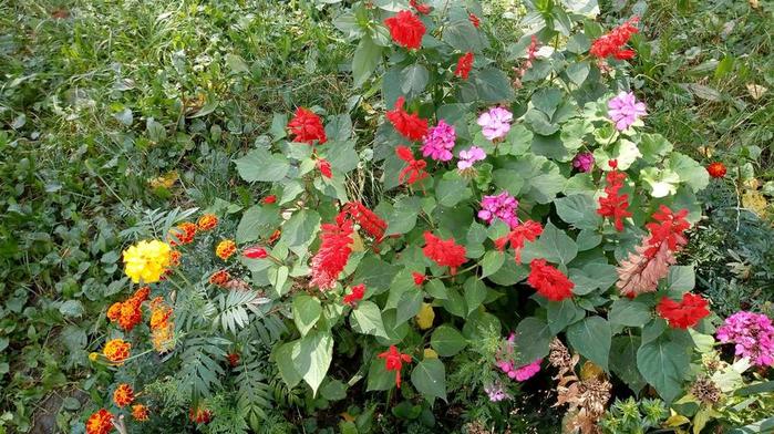 IMG_20180829_122234594 (700x392, 90Kb)