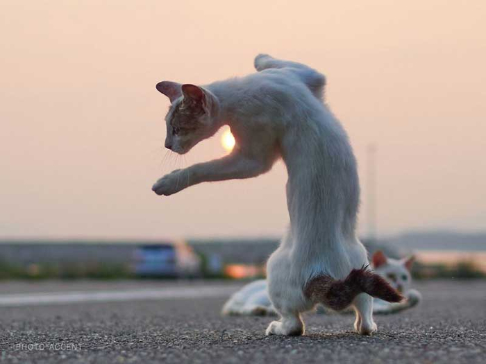 ninja-cats_002 (700x525, 166Kb)