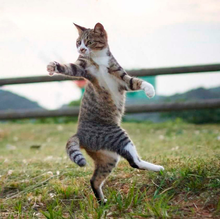 cat-7 (700x699, 401Kb)