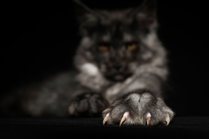 maine-coon-3 (700x466, 101Kb)
