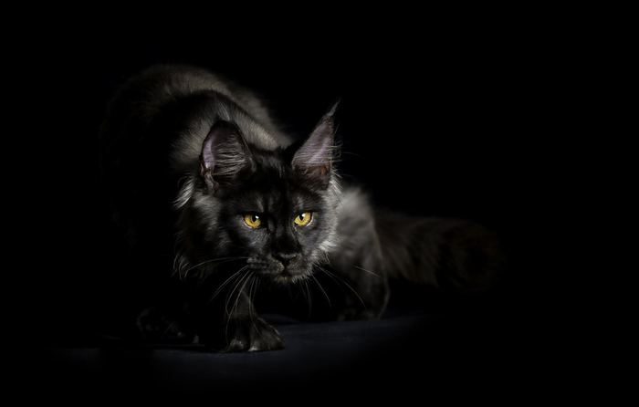 maine-coon-6 (700x446, 64Kb)