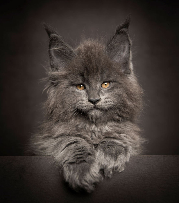 maine-coon-19 (616x700, 232Kb)