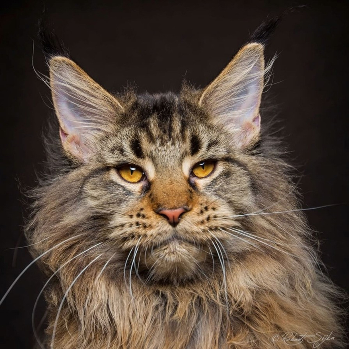 maine-coon-24 (700x699, 418Kb)
