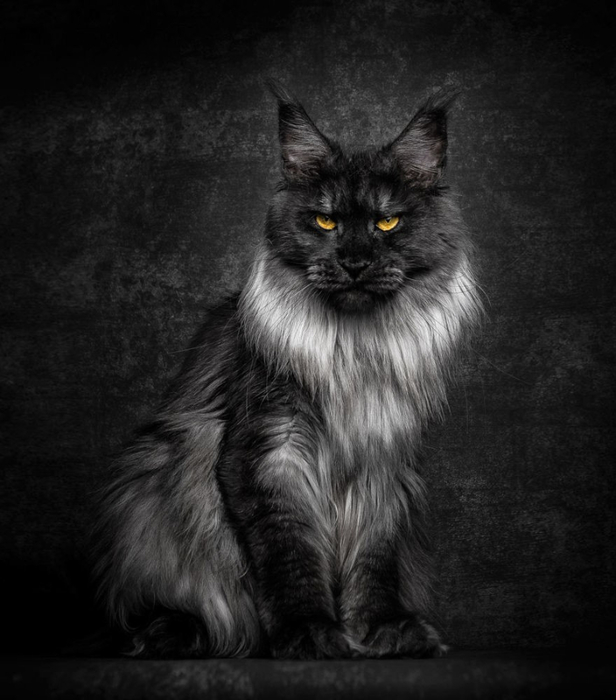 maine-coon-25 (616x700, 230Kb)