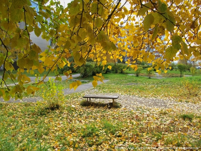 sharypovo/3924376_sharypovo_osen_zolotay_2018_6 (700x525, 447Kb)