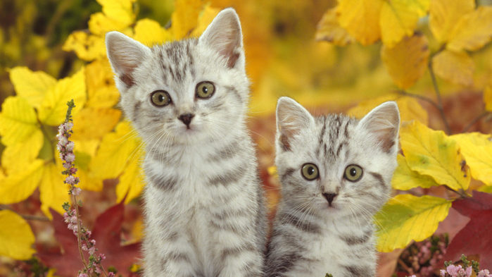 Cats-Kittens-Wallpaper-1024x576 (700x393, 63Kb)