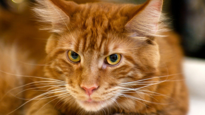 Animals_Cats_Red_Cat_Maine_coon_close-up_044938_ (940x620, 289Kb)