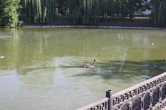 IMG_9606 (700x466, 456Kb)