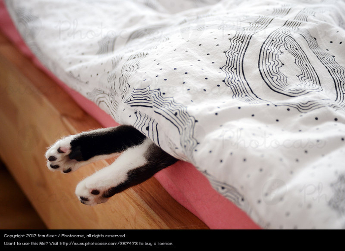 267473-cat-white-animal-black-relaxation-wood-feet-brown-pink-lie-photocase-stock-photo-large (700x510, 302Kb)
