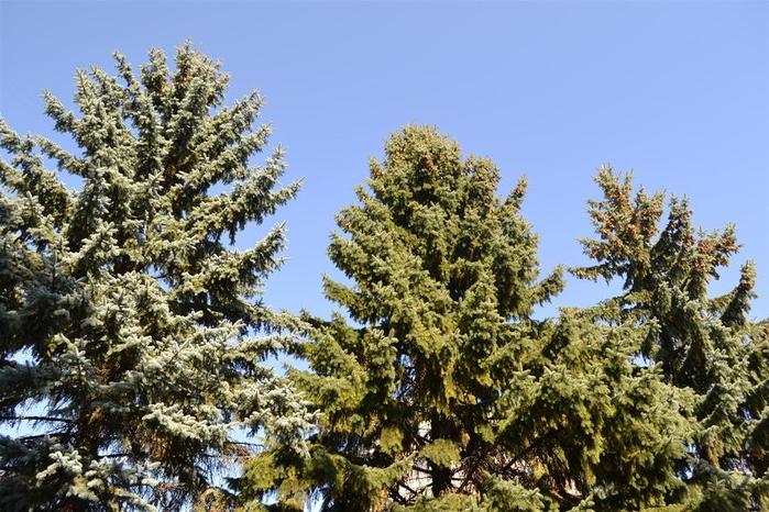 DSC_2752 (700x466, 91Kb)