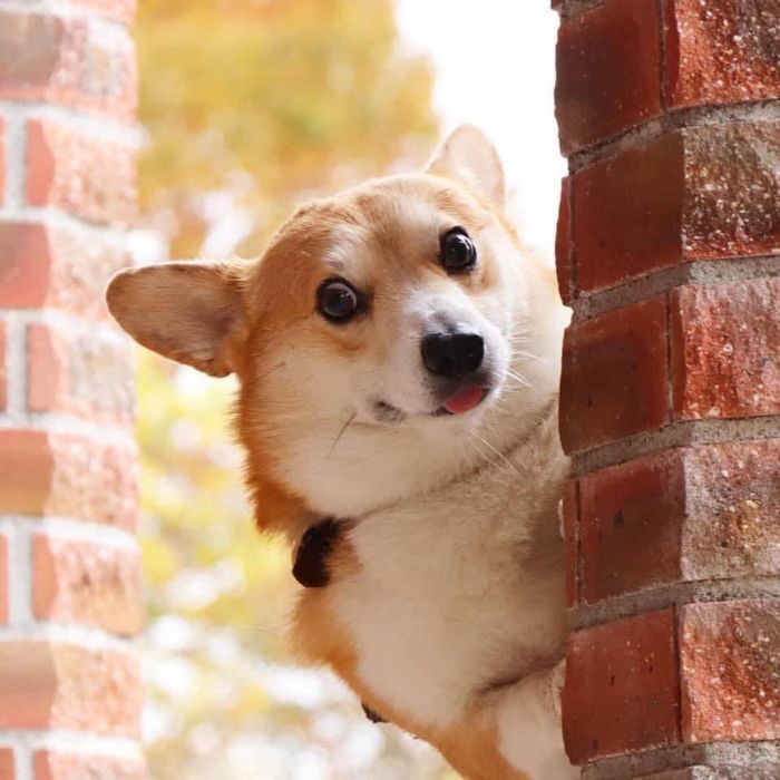 3085196_funnyexpressivedogcorgigenthecorgi155f0ea721d0f3f__700 (700x700, 63Kb)