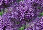  113263241_Kopiya_Allium1 (400x278, 180Kb)