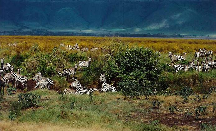 1200px-Ngorongoro кратер 10 (694x421, 350Kb)