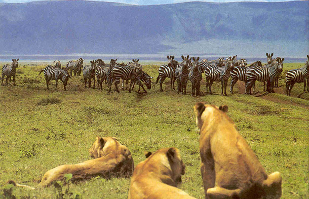 1200px-Ngorongoro кратер 18 (610x392, 277Kb)
