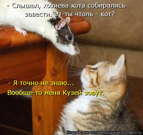 kotomatritsa_l (600x566, 285Kb)