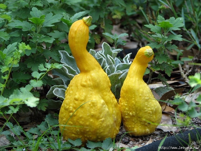 10294665-Unusually-Shaped-Veggies-and-Fruits-That-Look-Like-Something-Else-14-650-1466428998 (650x487, 244Kb)