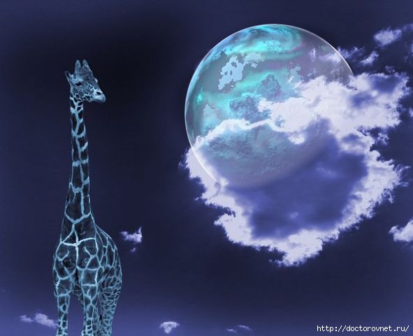 5239983__30_ (591x480, 91Kb)