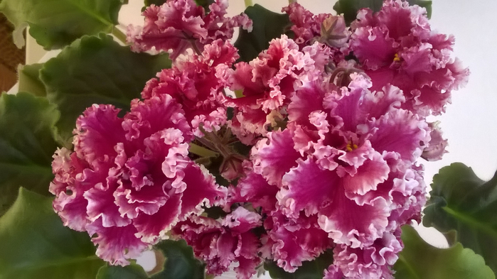 WP_20160624_19_07_53_Pro (700x393, 318Kb)