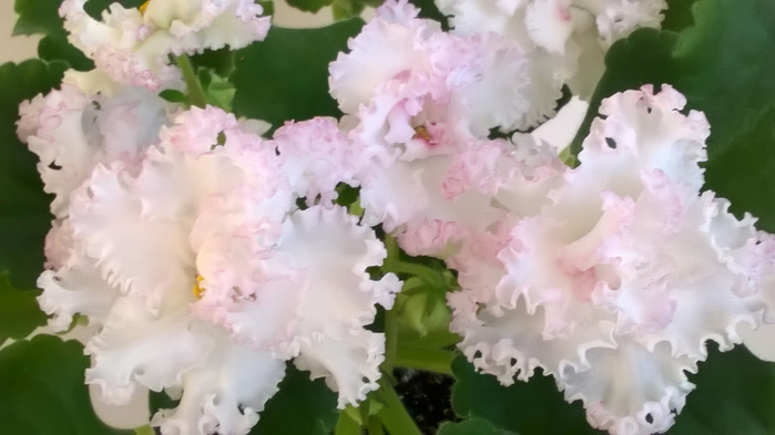 WP_20160624_19_13_18_Pro (700x393, 248Kb)