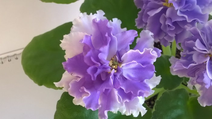 WP_20160624_19_14_21_Pro (700x393, 238Kb)