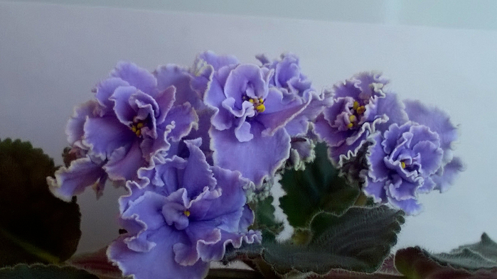 WP_20160602_17_24_34_Pro (700x393, 259Kb)