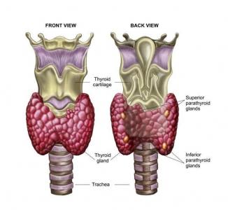 10 симптомов заболевания щитовидной железы (326x300, 15Kb)