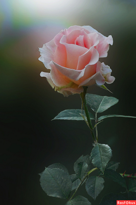 b5f316374eb0491fc543ba63feb29860 (465x700, 269Kb)