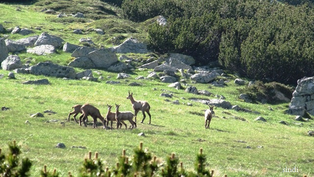 IMG_3547 a (640x360, 320Kb)