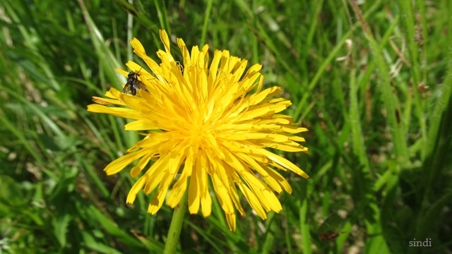 IMG_3577 a (640x360, 253Kb)